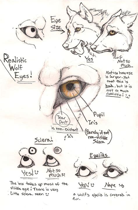 Wolf eye anatomy page by Anarchpeace en 2019 | Dibujos, Bocetos de ...