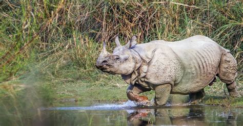 Wildlife in Nepal | Wild Frontiers