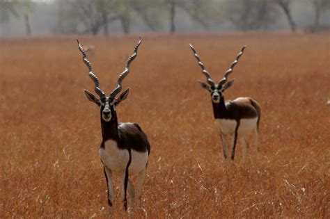 Vallanadu Blackbuck Sanctuary - Holiday Landmark Blog