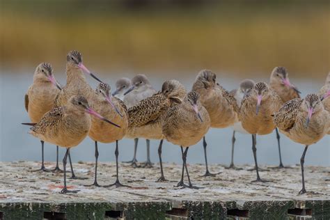 Winter Birding in Cape Romain | Coastal Expeditions