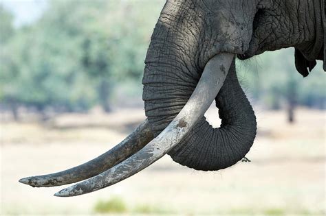 Tusks Of A Male African Elephant by Tony Camacho