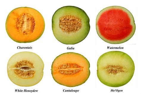 Muskmelon Other Names - Sere Fruit