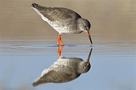 Crossrail - Wallasea Island Nature Reserve wildlife