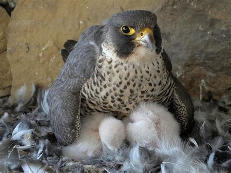 Peregrine Falcon Nesting: A Complete Guide | Birdfact