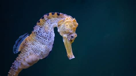 WATCH: Longsnout seahorse pairs remain together for life | Oceana - YouTube