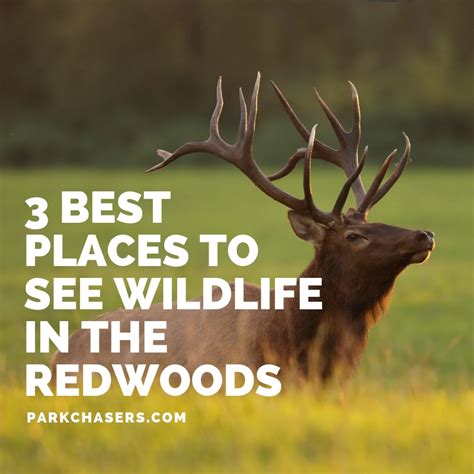 3 Best Places to See Wildlife in Redwood National Park - Park Chasers