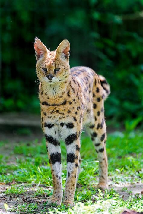 A serval of the krefeld zoo just hanging around and standing in the ...