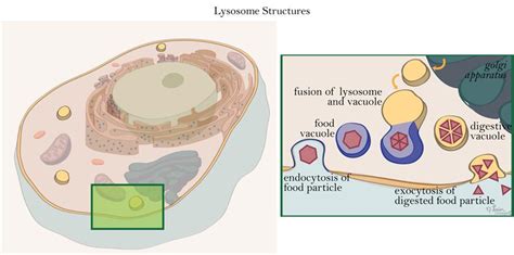 Lysosome - Biochemistry - Medbullets Step 1