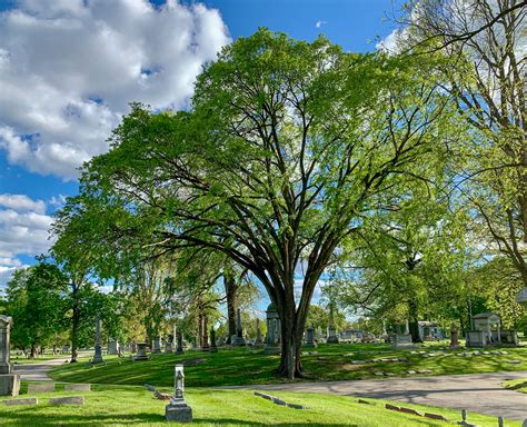 TREE OF THE MONTH – American Elm | Crown Hill Foundation