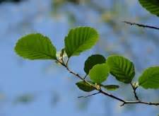 Forest Resources Center & Arboretum - Black Alder