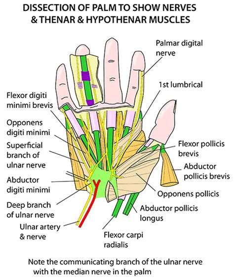 Instant Anatomy - Upper Limb - Areas/Organs - Hand - Palm and synovial ...