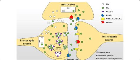 Glutamate metabolism cycle: After release of glutamate from the ...