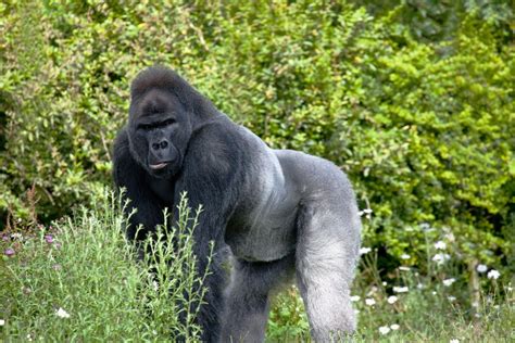 Great Apes: All 4 Gorillas Subspecies | Gorilla, Western lowland ...