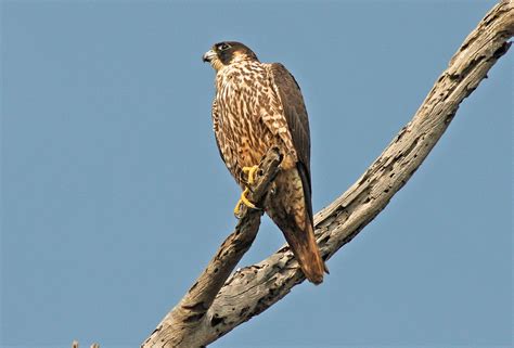 All About Animal Wildlife: Peregrine Falcon Few Facts and new Images