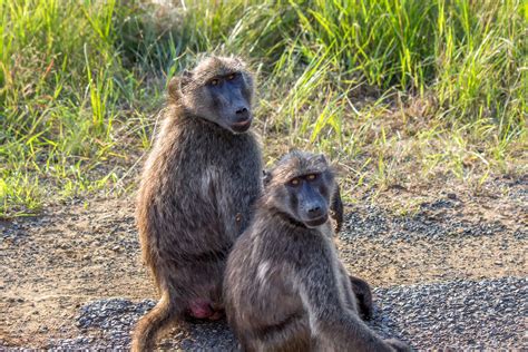 Chacma Baboon (Papio ursinus) | Wildlife Vagabond