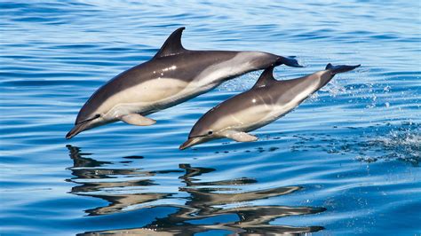 Common Dolphin (Delphinus delphis) - Dolphin Way