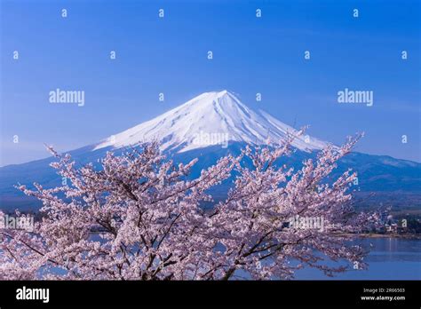 Fuji and cherry blossom from kawaguchi lake Stock Photo - Alamy