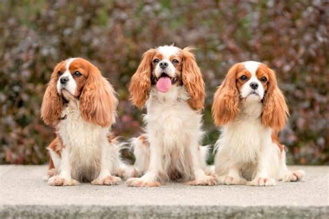 Best Cavalier King Charles Spaniel Rescues for Adoption (2024)