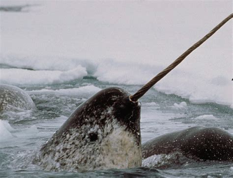 Inuit and Scientists Are Bringing Narwhals and the Melting Arctic Into ...