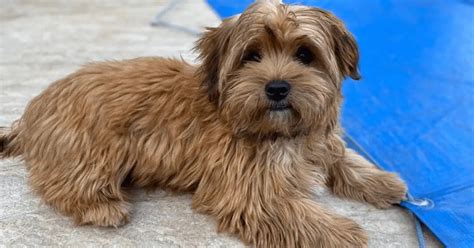 Shorkie - Perfect Small Mix Companion | World Dog Finder