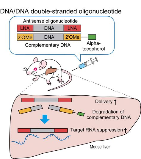 Dynamics of DNA/DNA Double-Str [IMAGE] | EurekAlert! Science News Releases