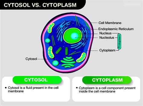 Difference Between Cytosol and Cytoplasm - Detailed Comparison