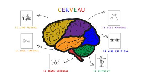 Cerveau et émotions : comment faire pour mieux apprendre ? – Marta Daeuble