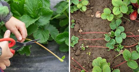 Baby Strawberry Plants