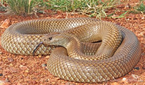 Mulga Snake (Pseudechis australis) | Windorah, QLD | Matt Summerville ...