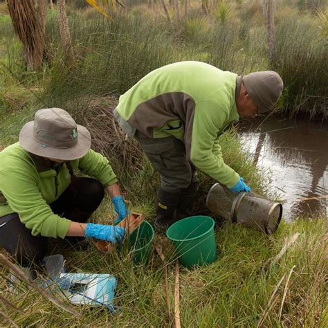 Fish out of water: black mudfish | Conservation blog