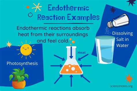 Photosynthesis is Exothermic or Endothermic - JsssriRamirz