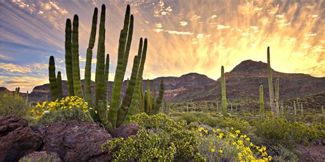 Arizona State Route 86 Sonoran Desert Road Trip | Arizona sunrise ...