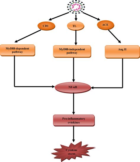 Frontiers | Effects of β-Blockers on the Sympathetic and Cytokines ...