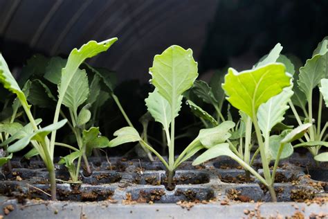 Kale Seedlings » Top Tips & When & How to Plant