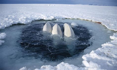 Beluga | Whales |Species | WWF