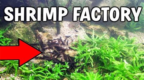 SHRIMP BREEDING FACTORY! - How To Breed Freshwater Shrimp - YouTube