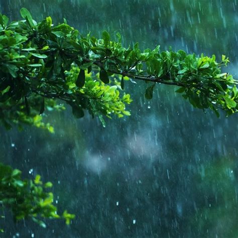 Stream Jungle Rain Sounds For Sleep (75 Minutes) by Relaxing White ...