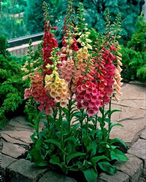 Plant Foxgloves in Your Garden to Make a Vertical Statement - Dengarden