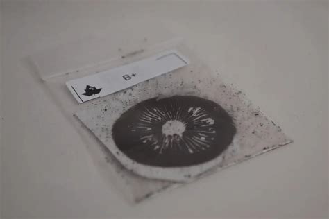 How to Take a Magic Mushroom Spore Print - The Easy Way — Canadian Spores