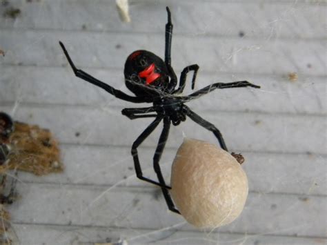 Black Widow Spider With Egg Sack | Black Widow spider protec… | Flickr