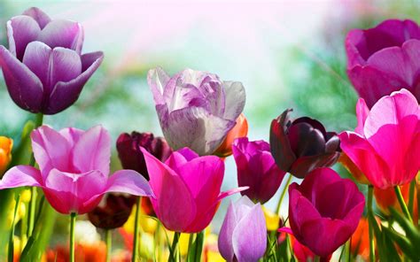 Spring Wallpapers - Top Những Hình Ảnh Đẹp