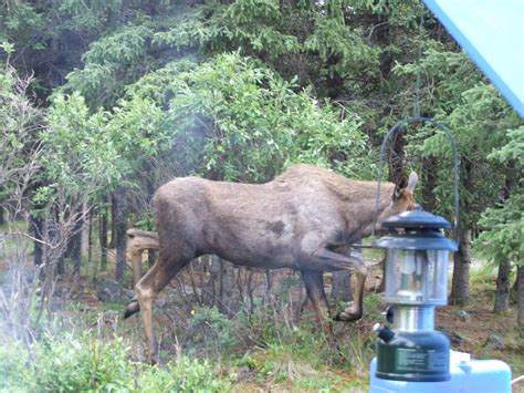 Eliot's Alaska: Camping at Denali National Park. (Savage River)