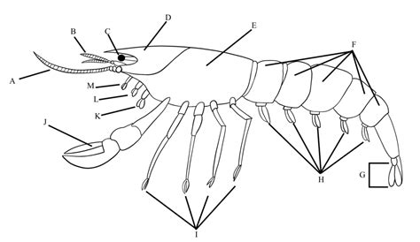 Diagram of Crustacean Anatomy | Quizlet