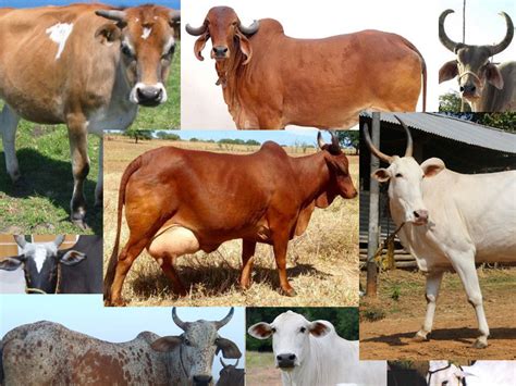 How Many Different Types Of Cows Are There - All About Cow Photos