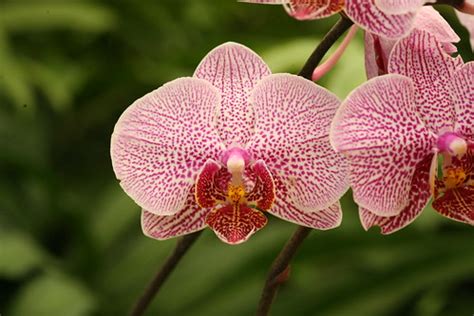 Types Of Orchids: 47 Different Orchid Varieties With Names And Pictures ...