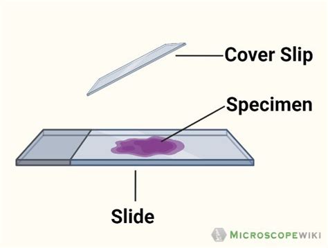 Microscope Slides - Types, Uses and Functions and Pictures