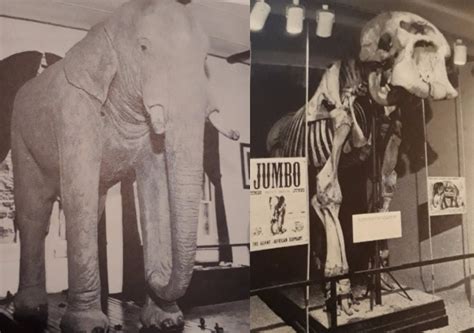 Jumbo the elephant: the story of London Zoo's most famous resident ...