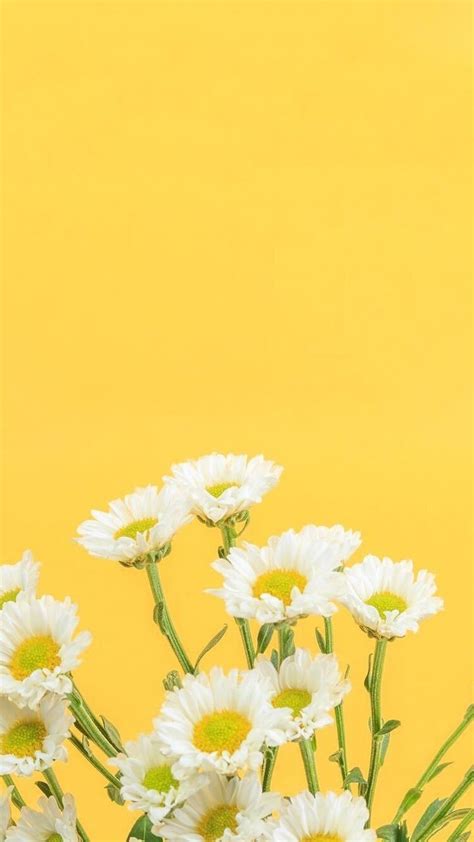 Pin oleh 프렌 di wallpapers | Latar belakang, Bunga daisy, Wallpaper tumblr