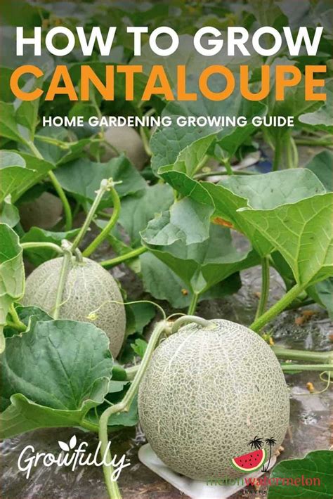 When to Start Melon Seeds Indoors: A Guide for Gardeners - [Updated ...