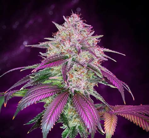 Beautiful Leaves with Beautiful Health Benefits Now Legal | Cannabis ...